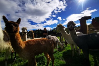 Lamas und Alpakas im Sommer | © Theresa Schrötter